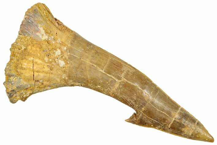 Fossil Sawfish (Onchopristis) Rostral Barb - Morocco #250869
